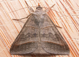 Texas Mocis